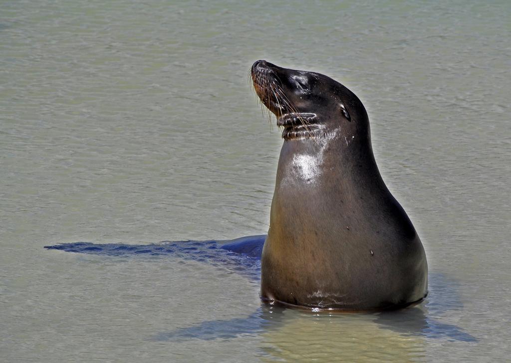 Galapagos Eco Friendly Bed & Breakfast